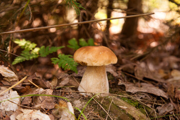 Porcini mushroom growing in pine tree forest at autumn season..