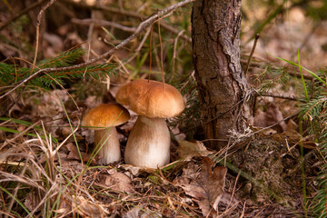 Two porcini mushrooms growing in pine tree forest at autumn season..