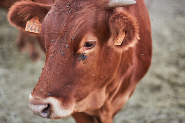 Vaca marron en establo ganadero