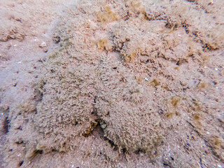 Panther flounder fish (Bothus pantherinus) on sand at coral reef..