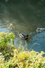 Beautiful duck swimming on the Stort river in Bishop's Stortford, England