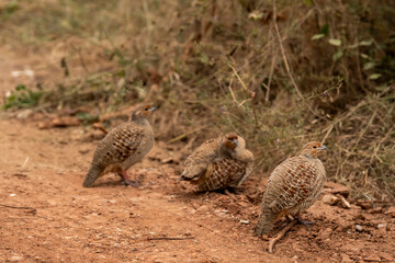 side profile of grey francolin or grey partridge or Francolinus pondicerianus family together on a forest track in winter season safari at Ranthambore national park forest rajasthan india asia