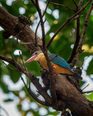 stork billed kingfisher or tree kingfisher or Pelargopsis capensis bird closeup perched on tree branch in natural green background during winter season safari at national park forest of india