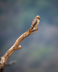 White eyed buzzard or Butastur teesa bird closeup perched on branch in natural green background during winter migration and safari at national park tiger reserve of central forest of india asia
