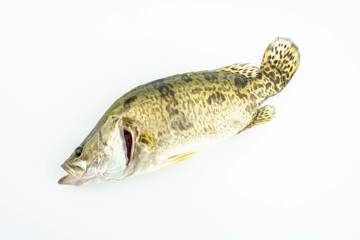 A live mandarin fish