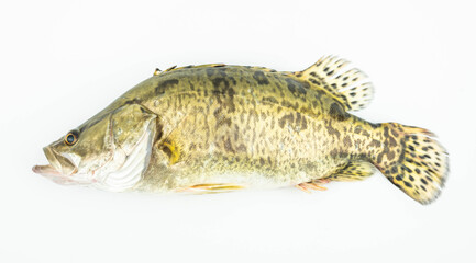 Fototapeta premium A live mandarin fish