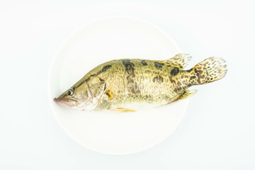 A live mandarin fish