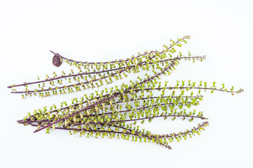 Fresh Chinese Herbal Perilla Seed Ears