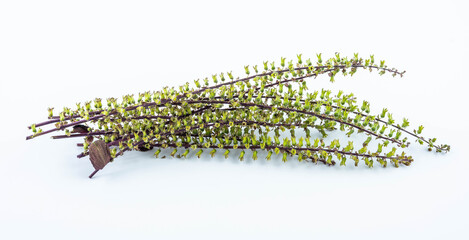 Fresh Chinese Herbal Perilla Seed Ears