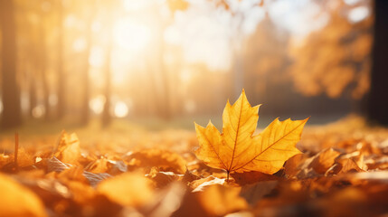 Naklejka na ściany i meble autumn leaves and golden foliage outdoor beauty