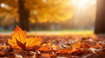 Naklejka na ściany i meble autumn leaves and golden foliage outdoor beauty