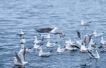 A flock of seagulls fighting over a fish on water