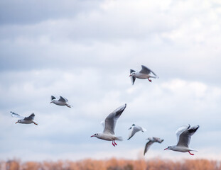 A flock of seagulls against a backdrop of dark clouds. The dark clouds create a contrast with the white seagulls, adding drama and expressiveness to the photo.