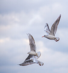 A flock of seagulls against a backdrop of dark clouds. The dark clouds create a contrast with the white seagulls, adding drama and expressiveness to the photo.