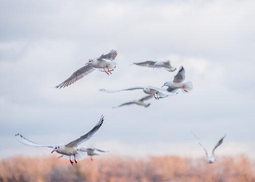A flock of seagulls against a backdrop of dark clouds. The dark clouds create a contrast with the white seagulls, adding drama and expressiveness to the photo.