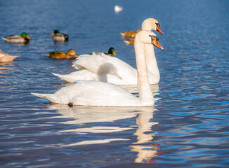 Beautiful white swans, both individually and in groups, peacefully gliding across the lake.
