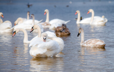 Beautiful white swans, both individually and in groups, peacefully gliding across the lake.
