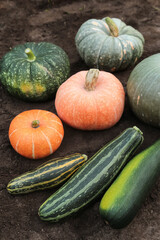 Organic autumn vegetables harvest in garden. Fresh zucchini and colorful pumpkins on soil ground close up