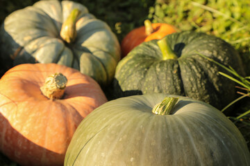 Pumpkin organic harvest in garden. Orange and green colorful different fresh pumpkins on sun in...