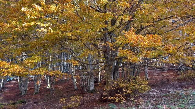 Golden leaves in the beech forest of Canfaito on autumn day of November, Marche region, Italy