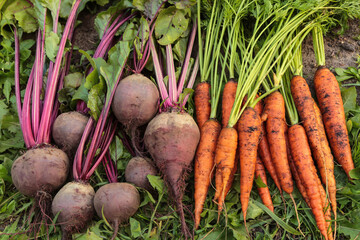 Organic root vegetables in garden. Harvest of fresh dirty carrot and beetroot on grass close up, harvesting carrots and betroots