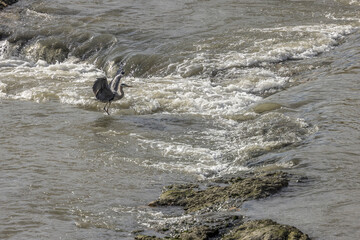 Grey heron fishing in the middle of the Rhône, France