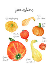 Watercolor png vegetable poster. Handdrawn fresh veggies. Colorfull bright summer set for print. Pumpkin set