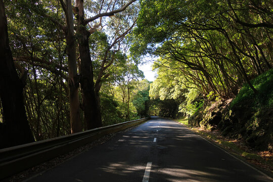 Road in countryside surrounded by trees, in Terceira Island, Azores