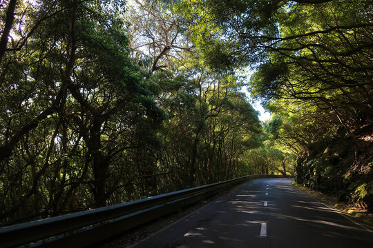 Road in countryside surrounded by trees, in Terceira Island, Azores