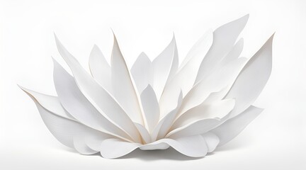 white water lily on white
