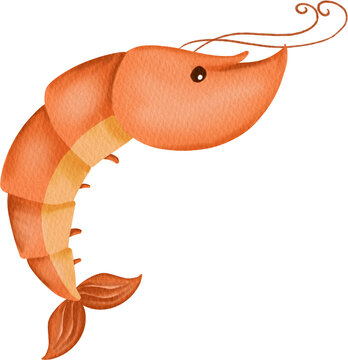 watercolor shrimp