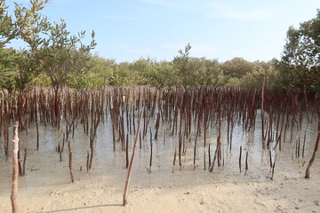 Mangrove trees on the seashore of the red sea in Nabq natural reserve in Sinai in Egypt