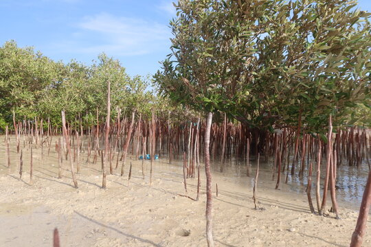 Mangrove trees on the seashore of the red sea in Nabq natural reserve in Sinai in Egypt