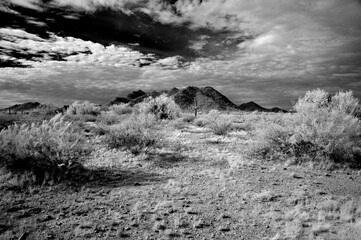 Sonora Desert Arizona in Infrared