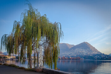 Lonely willow on the Lugano promenade in front of lake at down with trees in autumn colors of Parco Ciani and Mount Bre in the background. Ticino, Switzerland