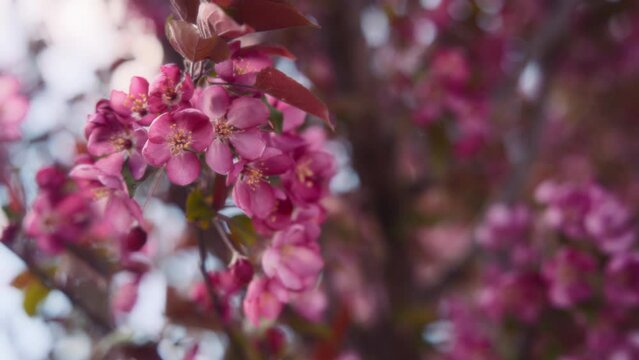 Close up of blooming cherry flowers in springtime. Slow motion. 