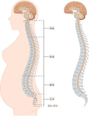 妊娠・無痛分娩・硬膜下麻酔・くも膜下麻酔・背骨・脊柱・頸椎・胸椎・腰椎・仙骨・横向きのイラスト