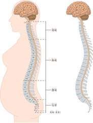 妊娠・無痛分娩・硬膜下麻酔・くも膜下麻酔・背骨・脊柱・頸椎・胸椎・腰椎・仙骨・横向きのイラスト