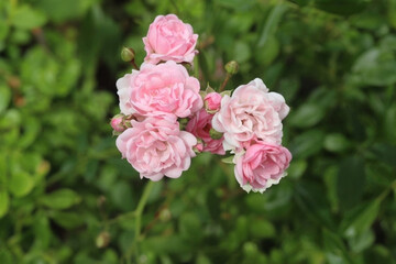 small pink roses on a bush in the garden