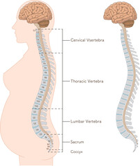 epidural anesthesia,subarachnoid anesthesia,human figure sideview,spine,cervical vertebra,thoracic vertebra,lumber vertebra,sacrum,illustration, - obrazy, fototapety, plakaty