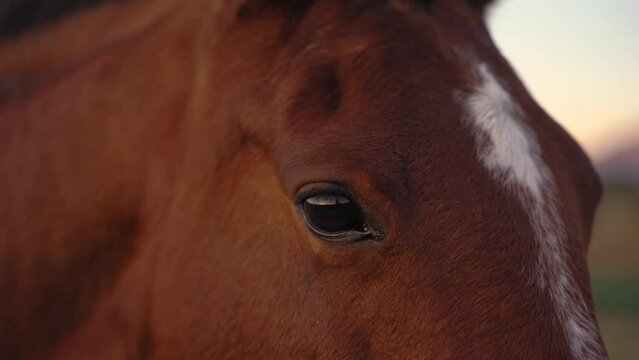Closeup of brown horse eye looking at camera close up. Profile.
