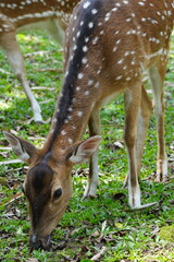 The Javan rusa (Rusa timorensis), or Sunda sambar is native to the Indonesian islands of Java, Bali...