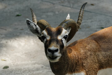 The Mouflon (Ovis orientalis orientalis) is a subspecies of wild sheep and is considered one of the...