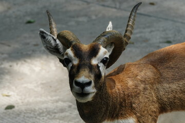 The Mouflon (Ovis orientalis orientalis) is a subspecies of wild sheep and is considered one of the...