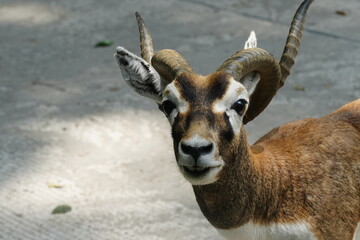 The Mouflon (Ovis orientalis orientalis) is a subspecies of wild sheep and is considered one of the...