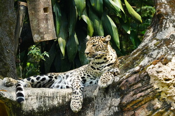 Leopards are large, solitary cats belonging to the genus Panthera and are renowned for their...