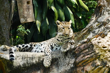 Leopards are large, solitary cats belonging to the genus Panthera and are renowned for their...