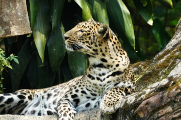 Leopards are large, solitary cats belonging to the genus Panthera and are renowned for their strength, agility, and adaptability. They are one of the "big cats" along with lions, tigers |豹