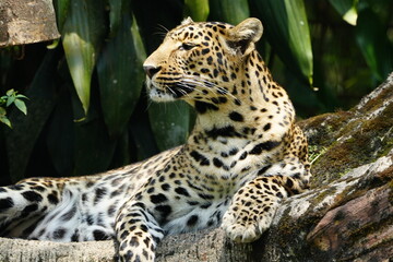 Leopards are large, solitary cats belonging to the genus Panthera and are renowned for their...