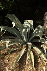 Agave in the seaside park on the Adriatic coast at the stone wall